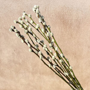 Pussy Willow, Dried Natural Brown Stems, 50cm