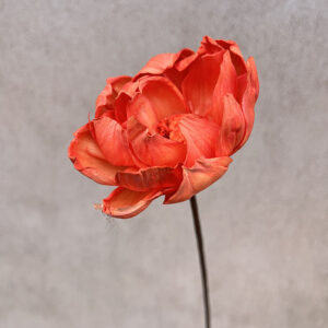 Sola Wood Flowers, Peony on Stem, Orange, 60cm Bloom 8cm