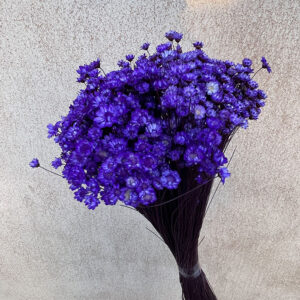Star Flower, Aubergine Purple, Dried (Glixia) 100g 30-45cm