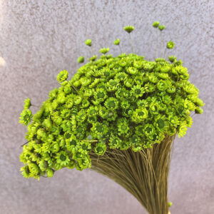 Star Flower, Green, Dried (Glixia) 100g 30-50cm