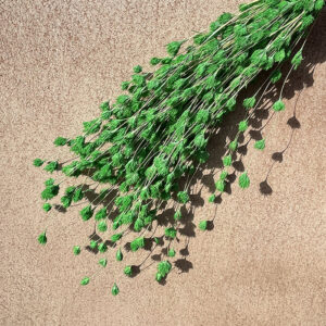 Weeping Bamboo, Green, Dried (Cascading) 40-60cm