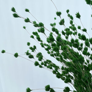 Weeping Bamboo, Green, Dried (Cascading) 40-60cm