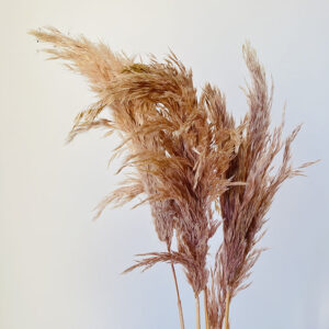 Pampas, Fluffy Wild Reed Grass, Dusky Blush, Dried