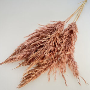 Pampas, Fluffy Wild Reed Grass, Dusky Pink, Dried
