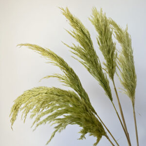 Pampas, Fluffy Wild Reed Grass, Light Green, Dried