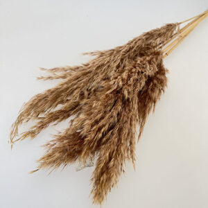 Pampas, Fluffy Wild Reed Grass, Mocha Brown, Dried