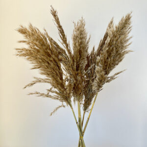 Pampas, Fluffy Dried Wild Reed Grass, Natural Brown, up to 65cm
