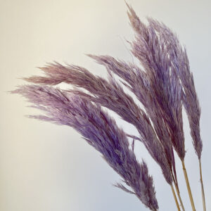 Pampas, Fluffy Wild Reed Grass, Pale Lilac, Dried