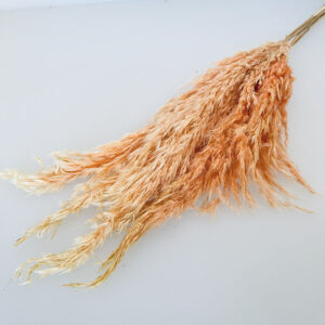 Pampas, Fluffy Wild Reed Grass, Pale Peach, Dried