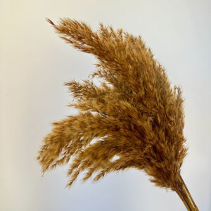 Pampas, Dried Fluffy Wild Reed Grass, Rusty Orange, 70cm