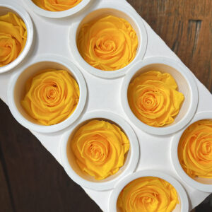 Roses, Sunny Yellow, Preserved, x8 blooms, 5cm (Kiara®)