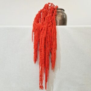 Amaranthus caudatus, Bright Orange, Preserved (Cascading) up to 110cm
