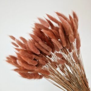 Lagurus Grass, Cinnamon, Dried (Bunny Tails) 50-70cm 100g