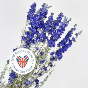 Larkspur, Natural Deep Blue, Dried (Delphinium) 70cm