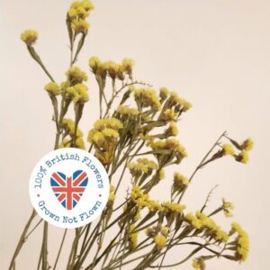 Statice Sinuata, Natural Neon Yellow, Dried, 45-65cm ~ BRITISH GROWN