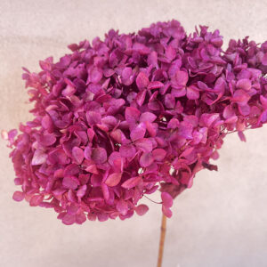 Hydrangea, Deep Fuchsia Pink, Preserved, 50cm