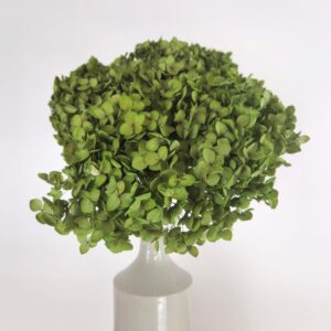 Hydrangea Annabelle, Forest Green, Preserved, 50cm