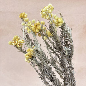 Anaphalis Flowers, Natural Yellow, Dried (Pearly Everlasting) 45cm