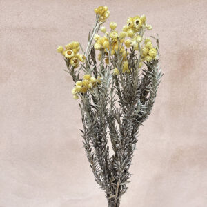 Anaphalis Flowers, Natural Yellow, Dried (Pearly Everlasting) 45cm