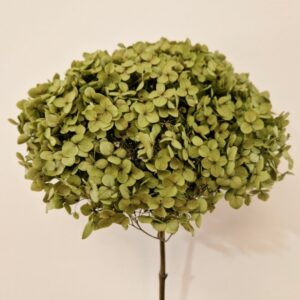 Hydrangea arb. ‘Annabelle’, Olive Green, Preserved, 50cm+ Bloom 18-20cm (Medium)