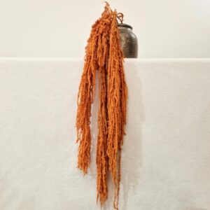 Amaranthus caudatus, Orange, Preserved (Cascading) up to 110cm