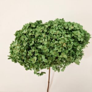 Hydrangea arb. ‘Annabelle’, Forest Greens, Preserved, 50cm+ Bloom 26-28cm (Extra Large)