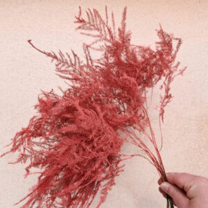 Cascading Lace Ferns, Coral, Dried (Asparagus setaceus) 45cm