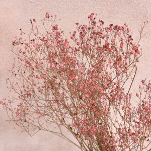Gypsophila, Dusky Coral Pink, Dried (Baby’s Breath) 70cm