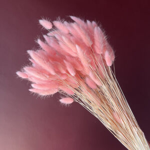 Lagurus Grass, Pink, Dried (Bunny Tails) 50-70cm 100g