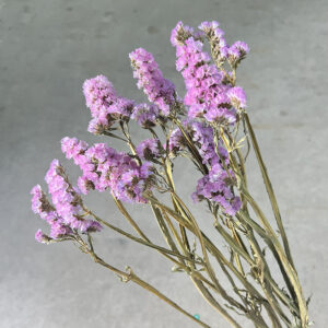 Statice sinuata, Natural Pink, Dried, 70cm