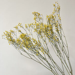 Gypsophila, Warm Yellow, Dried (Baby’s Breath) 70cm