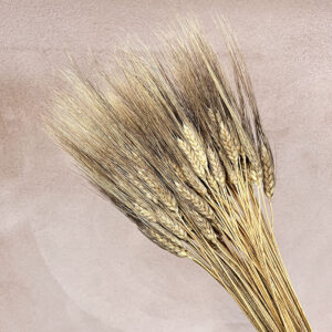 Bearded Wheat Bunch, Natural, Dried (Triticum) 90cm – BULK BUY