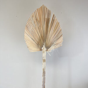 King Spear Palm Leaf, Ivory, Dried, Extra Large, 100cm