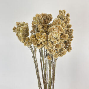 Macela, Natural Honey, Dried, 40cm