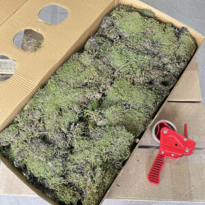 Flat Moss, Natural Green, Dried, 2kg BOX DEAL