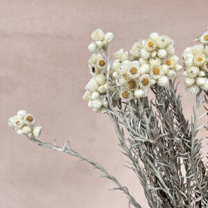 Anaphalis Flowers, Natural Creamy White, Dried (Pearly Everlasting) 45cm