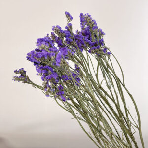 Statice sinuata, Natural Lavender, Dried, 70cm
