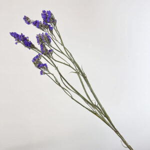 Statice sinuata, Natural Lavender, Dried, 70cm