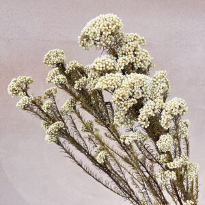 Rice Flower, Natural White, Dried (Ozothamnus) 70cm