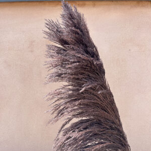 Pampas Grass Sacuara, Coffee Black, Dried (Cortaderia) 115cm Plume approx 80cm