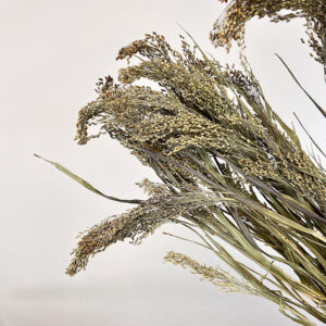 Panicum Grass, Natural, Dried, 60cm