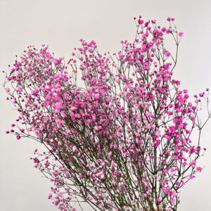 Gypsophila, Candy Floss Pink, Dried (Baby’s Breath) 70cm