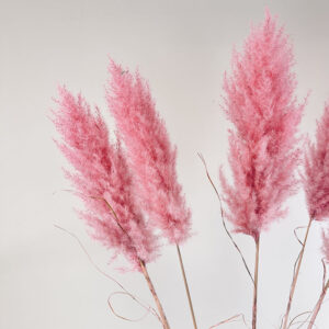 Pampas Grass Evita, Pink, Dried, (Cortaderia) 115cm Plume 40cm