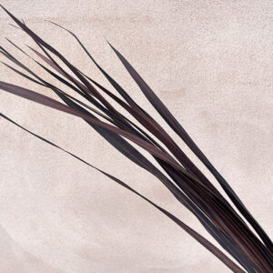 Snake Leaf Palms, Dark Brown, Dried, 70cm