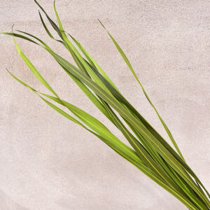 Snake Leaf Palms, Light Green, Dried, 70cm