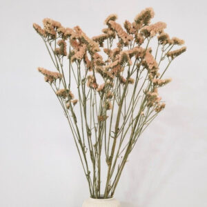 Statice sinuata, Natural Pastel Apricot, Dried, 70cm
