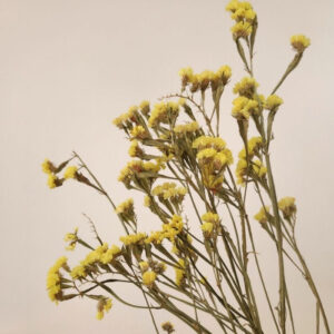 Statice Sinuata, Natural Neon Yellow, Dried, 70cm