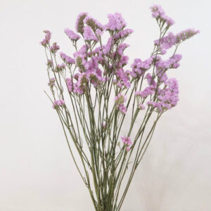 Statice sinuata, Natural Soft Pink, Dried, 70cm