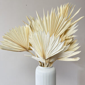 Sun Palms, Ivory, Dried, Mini to Small