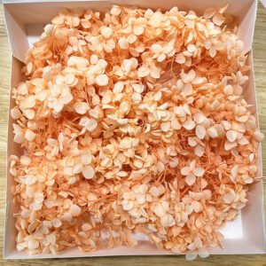 Hydrangea, Preserved Florets up to 10cm – Pale Peach